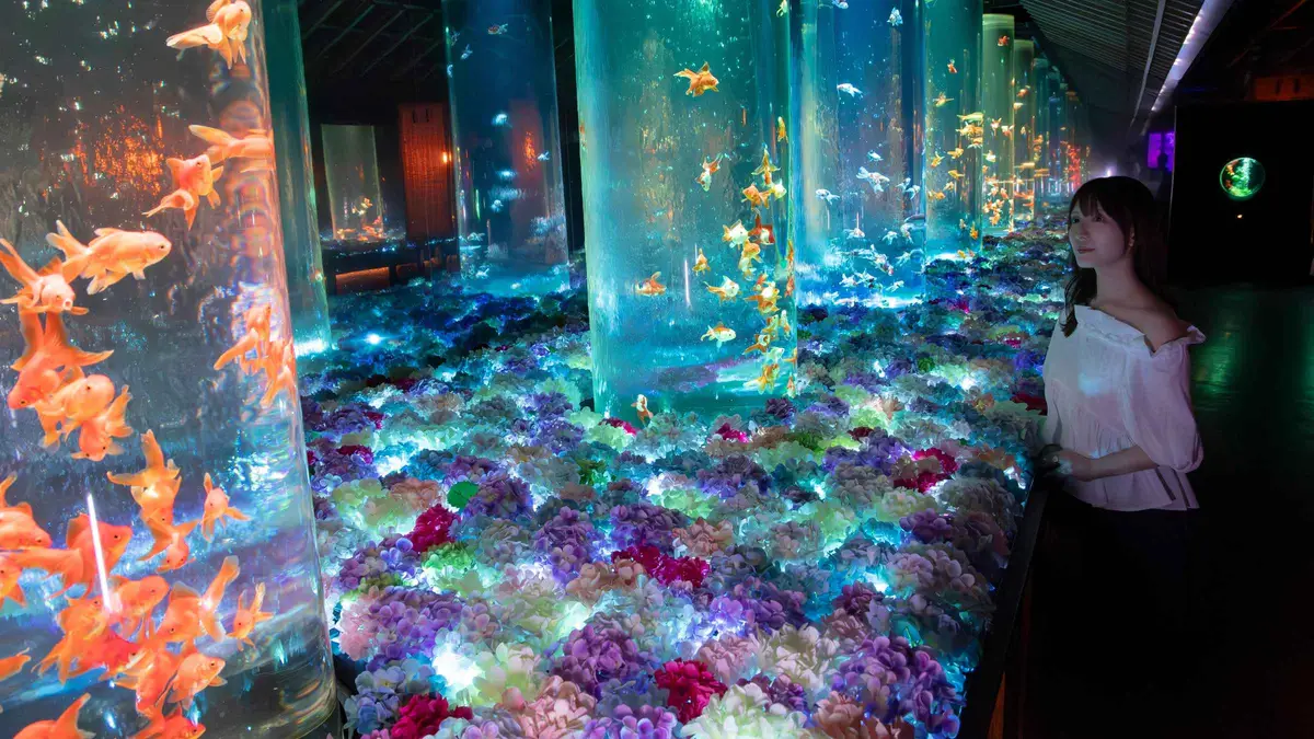 Goldfish swimming in illuminated glass tanks at Art Aquarium Museum Ginza, one of the unusual museums in Tokyo
